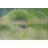 Buteo The Grebe Floating Hide